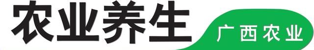 它是“水中桂圆”，秋天的“名补”！