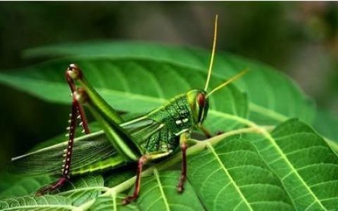 蚂蚱有什么营养价值和功效