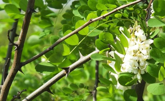 刺槐：洋槐花香蜂蜜源 槐材质硬用途广