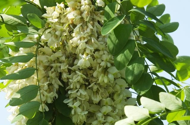 刺槐：洋槐花香蜂蜜源 槐材质硬用途广