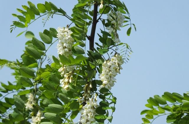 刺槐：洋槐花香蜂蜜源 槐材质硬用途广