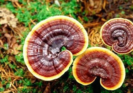 灵芝的五色六类，功效各有所偏重