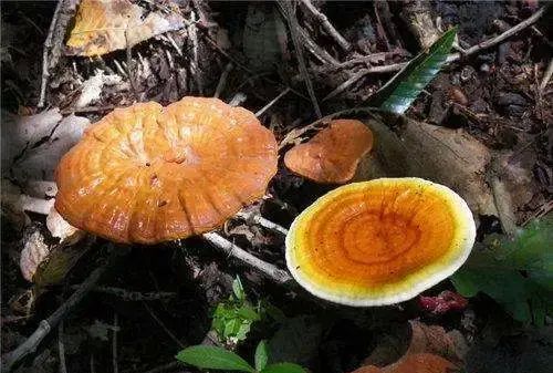 灵芝的五色六类，功效各有所偏重