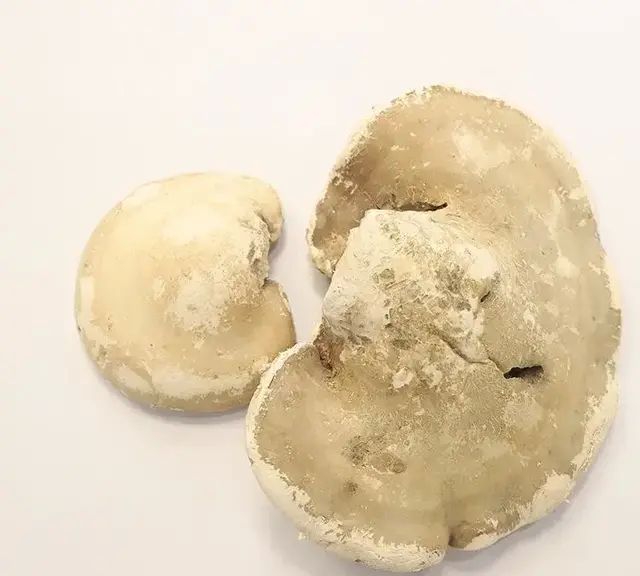 灵芝的五色六类，功效各有所偏重