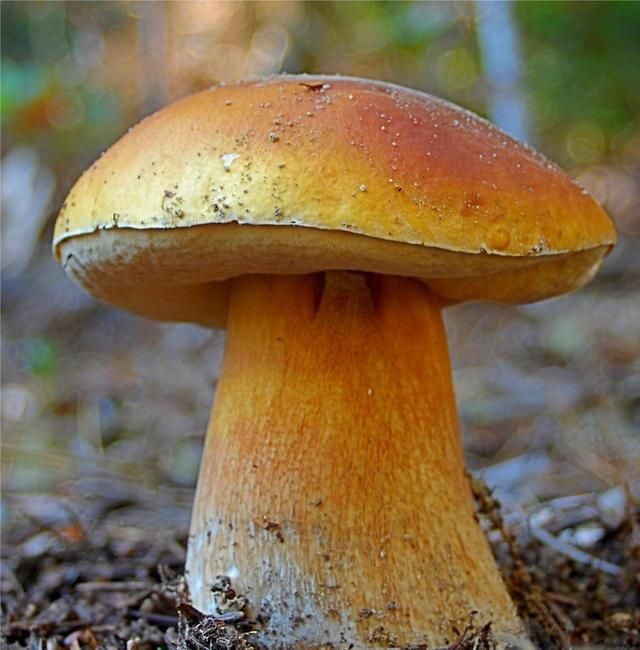 鲜牛肝菌几天坏?如何保存好(纯天然野生牛肝菌如何保存)图3