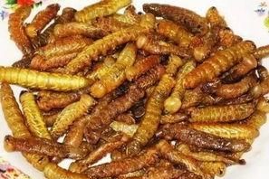 田地的豆虫现在成为美食,怎么养殖豆虫呢图4