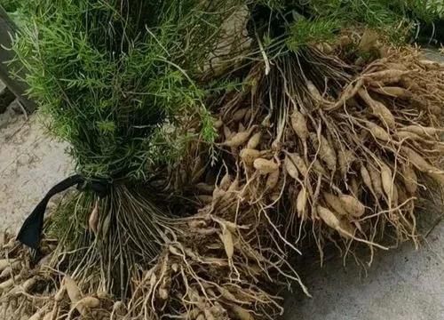 古人叫它“清肺草”，块根像红薯，老人常挖它，看看你家乡有吗？