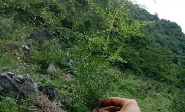 古人叫它“清肺草”，块根像红薯，老人常挖它，看看你家乡有吗？