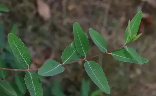 喝水时放一点，血压平稳，三高改善