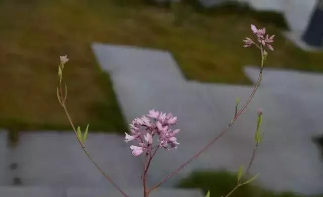 喝水时放一点，血压平稳，三高改善