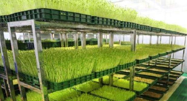 怎么种芽苗菜,家庭种芽苗菜图2