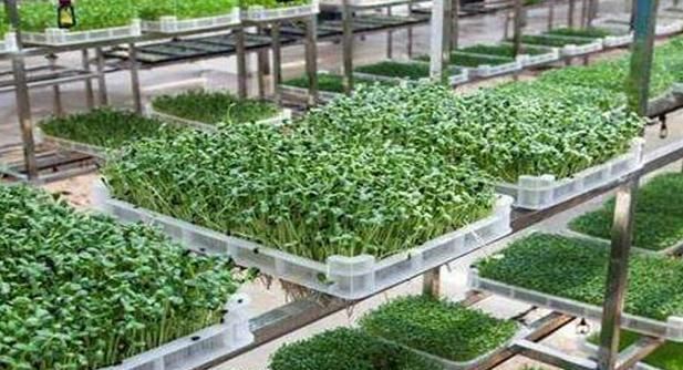怎么种芽苗菜,家庭种芽苗菜图3