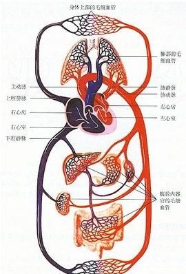 心肺能力是什么,心肺能力强的好处图1