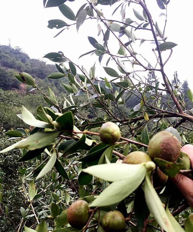 茶树有三宝，“茶籽”、“茶耳”和“茶泡”