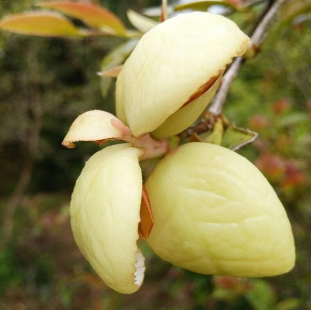 茶树有三宝，“茶籽”、“茶耳”和“茶泡”