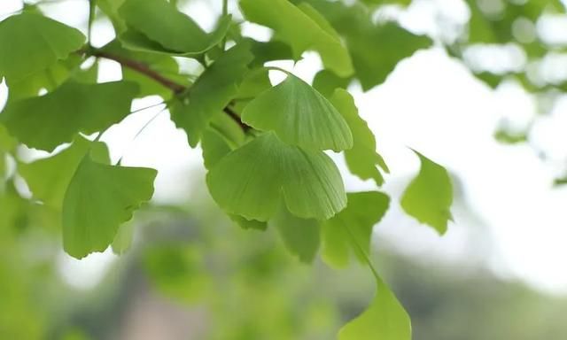为什么说银杏叶是一味神药？看完它的强大功效，震撼了