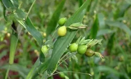 「最美中草药」薏米到底要不要炒一炒？小寒初，年味已冒头