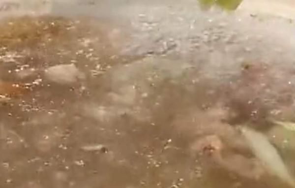 萝卜炖个养生菜，简单又暖胃，非常适合秋冬季节吃