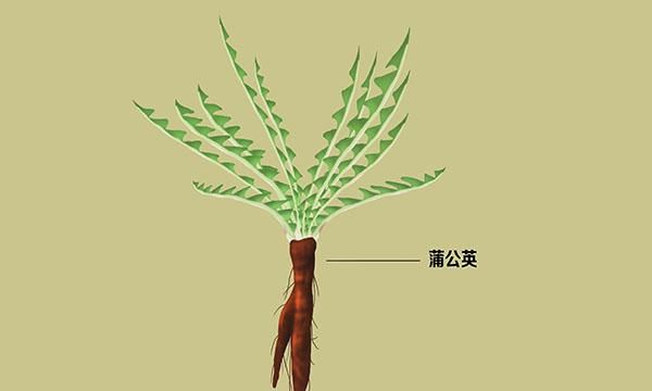 蒲公英能在48小时内，消灭98%的癌细胞，是真的吗？用对是“宝”