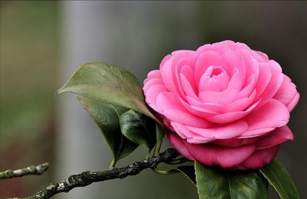 护肤成分小科普—山茶花