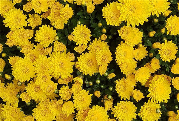 菊花养生好食材，跟下面的食材很“合拍”，经常食用养生好方法