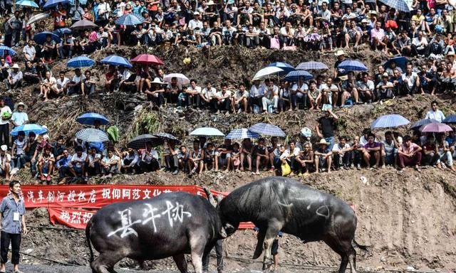 牛为什么这么牛？看完你就懂了