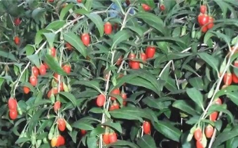 菜果的叶子可以吃吗?(最好吃的果实叶子)