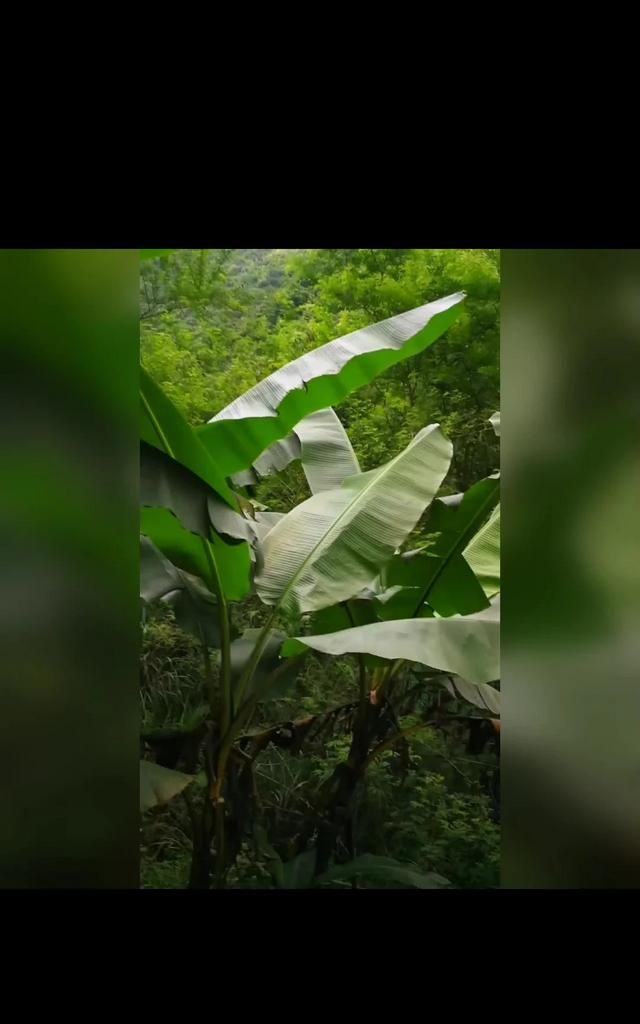 蕉树下什么肥好,蕉农用什么肥料最好图4