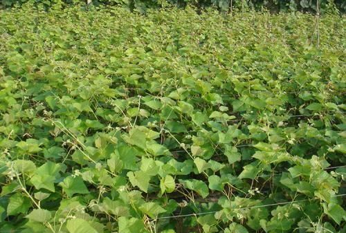 防风根种地里烂了怎么回事儿啊,防风死棵烂根怎样治图5