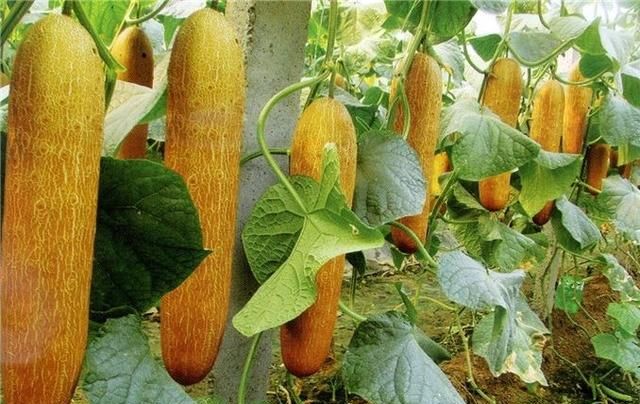 种植的黄瓜老了怎么吃图4
