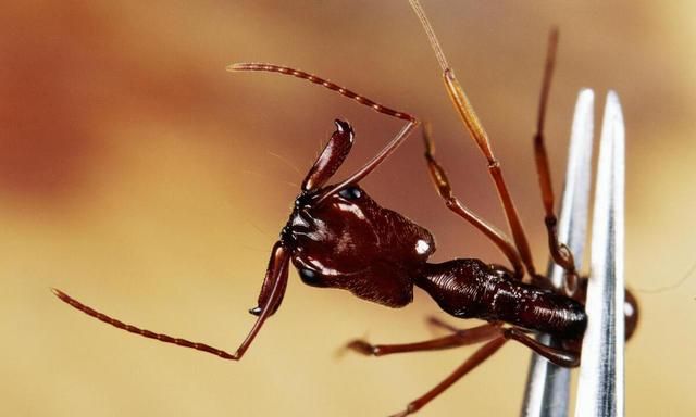 谁说蚂蚁大多无害的，别小看蚂蚁，不同种类的蚂蚁已占领了世界！