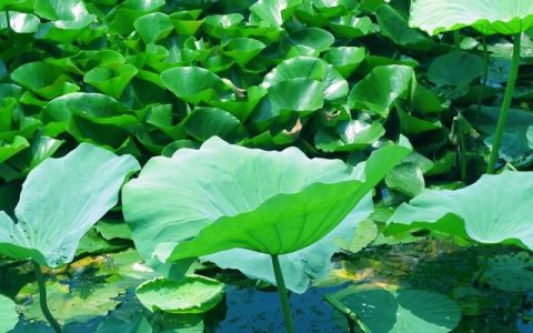 苦瓜什么做法不苦还好吃还败火,夏季去火菜苦瓜的8种花样做法
