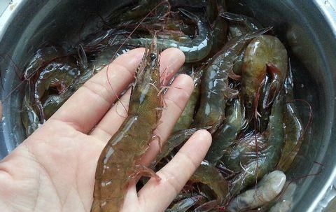 鲜虾千万不要直接冷冻！两个土方法，冻上一年虾肉依旧鲜嫩如初