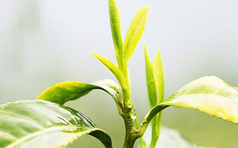 什么产地的黄山毛峰茶最好,十大绿茶黄山毛峰价格表