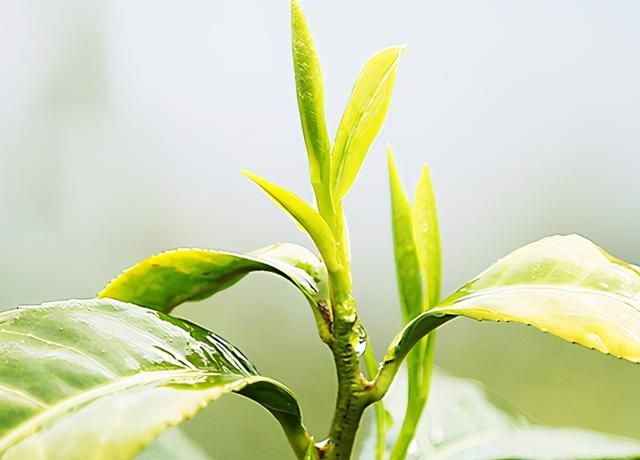 什么茶叶好喝，中国十大名茶之一的黄山毛峰茶了解一下