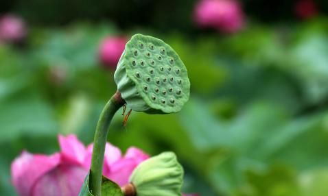 夏天你爱吃莲蓬吗?你知道它有什么功效吗图1