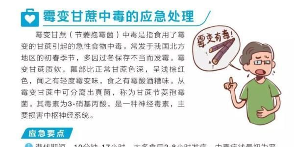 清明蔗，为何“毒过蛇”？