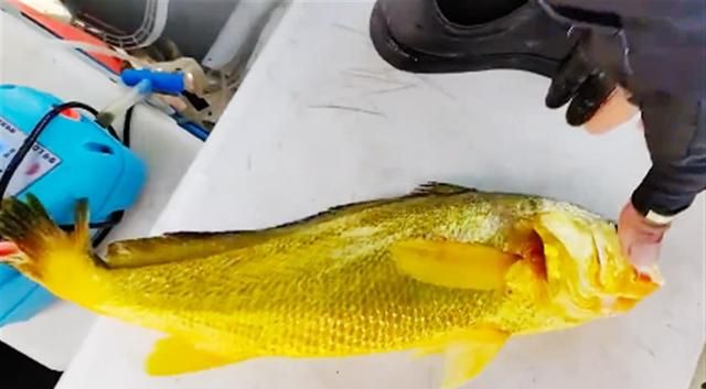 游客钓上野生大黄鱼市场价过万，它的终点该是人类的胃吗？