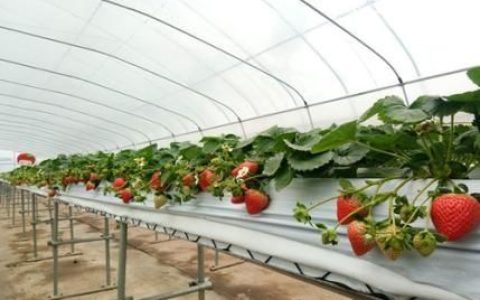 草莓如何种