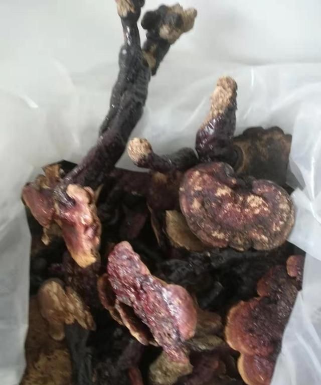 灵芝草怎么食用(灵芝草功效与作用及食用方法)图1