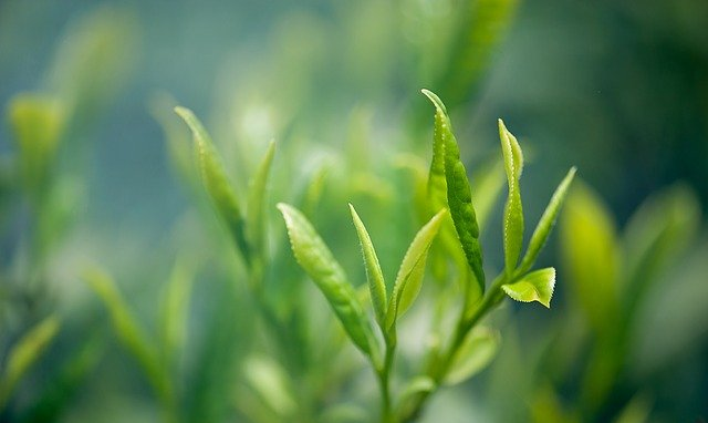藤茶六种保存方法，适用于所有茶叶！（值得收藏）