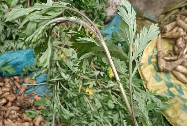 种植艾草为什么是农民未来增收的好项目呢？3大好处6大前景优势