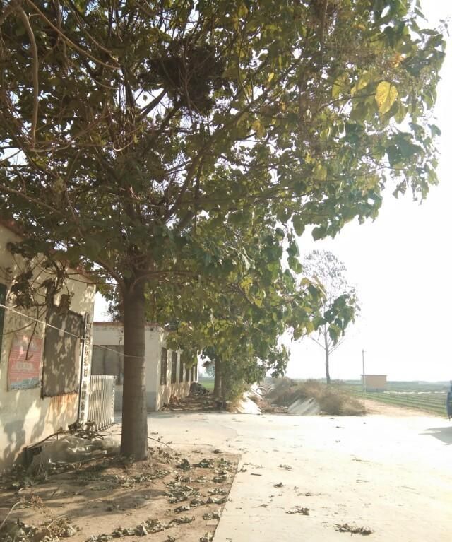 壁虎能吃吗有什么功效,壁虎有什么功效和作用呢图3