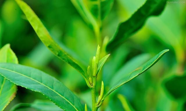 生活小常识｜茶叶和菊花的神奇功效