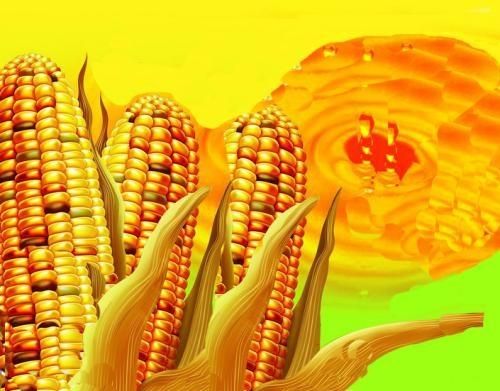 吃玉米油好吗,玉米油适合怎么吃图4