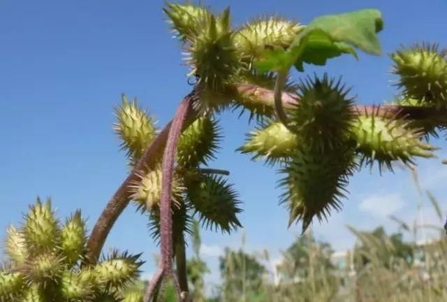 「荐读」小时候常见又叫不上名的植物，终于知道叫啥了