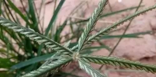 「荐读」小时候常见又叫不上名的植物，终于知道叫啥了