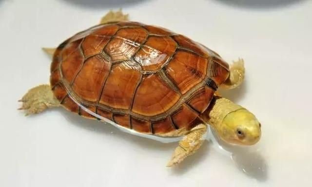 想知道龟的各个器官都有什么作用吗？