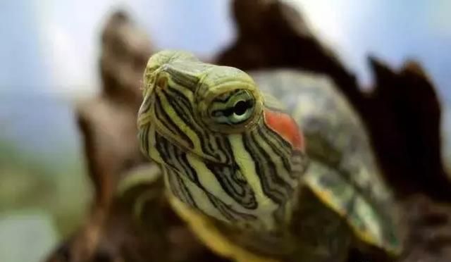 想知道龟的各个器官都有什么作用吗？