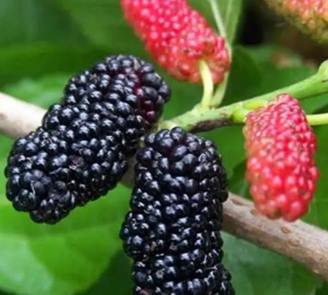 夏季孩子吃什么水果好？一篇说清楚